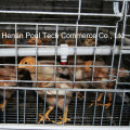 Équipement de cage de poulet de couche de ferme de volaille